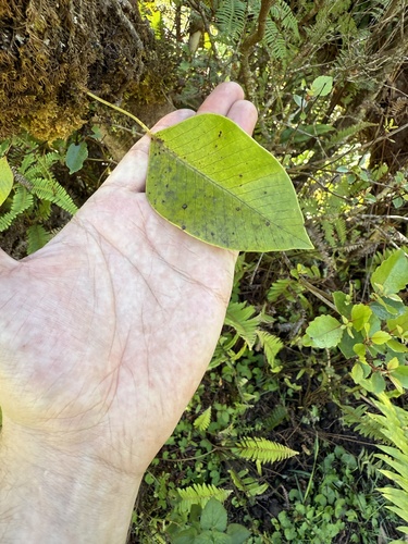 Selliguea feeioides observed 2026-01-12