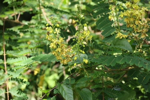 Biancaea decapetala observed 2026-01-25