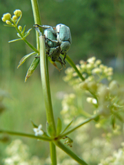 Hoplia parvula