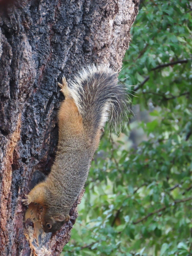 Sciurus nayaritensis chiricahuae observed by miguelenriquez989