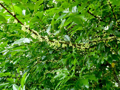 silkwood (Lepiderema sericolignis)