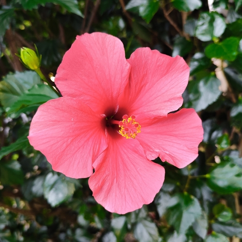 Ibisco