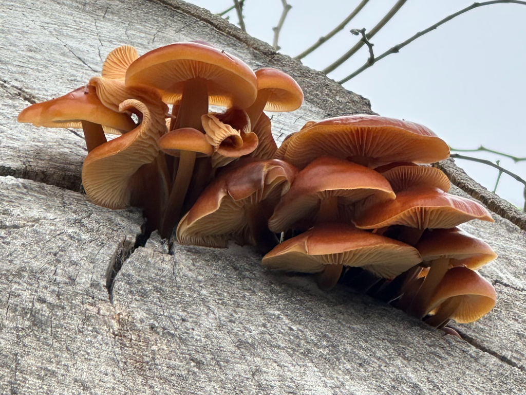 Flammulina velutipes · December 2025 · photo: © kcelshoff (iNaturalist, cc-by)