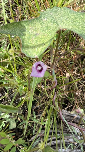 Ipomoea triloba observed 2026-01-25