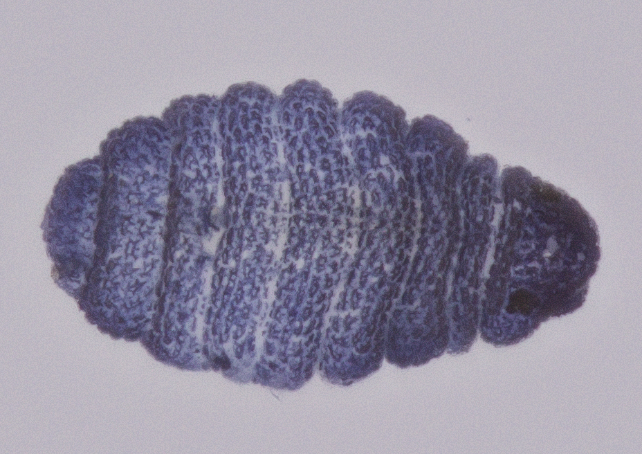 Odontellidae