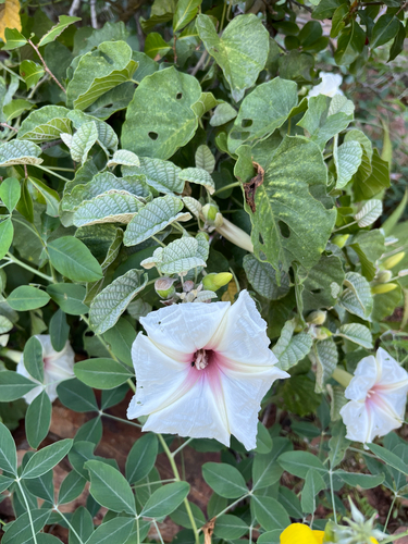 Ipomoea albivenia, photograph 3