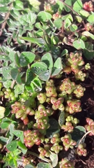 Sedum cespitosum