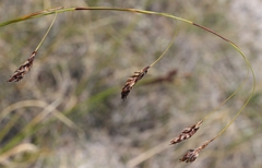 Carex misandra