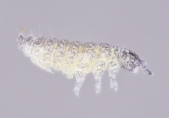 Ceratophysella