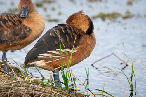 iNaturalist: (c) Chase Zobl, some rights reserved (CC BY-NC), uploaded by Chase Zobl iNaturalist image