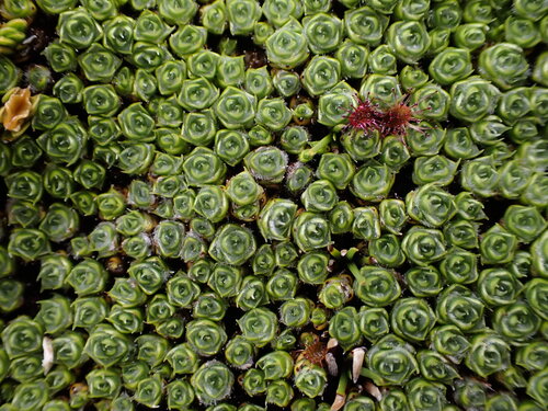 sage cushion plant (Pterygopappus lawrencei)