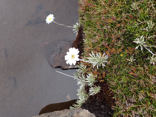 Celmisia saxifraga