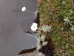 Celmisia saxifraga