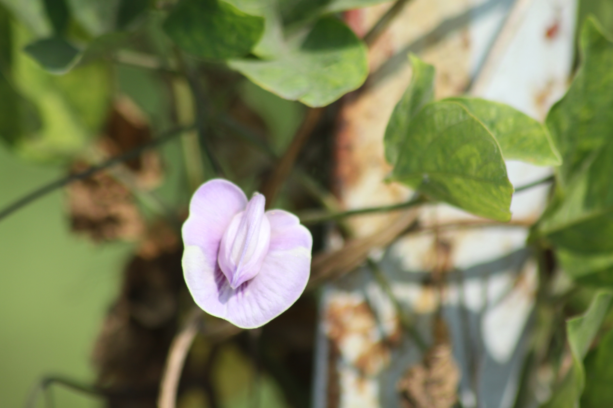 Centrosema pubescens (Centrosema pubescens)