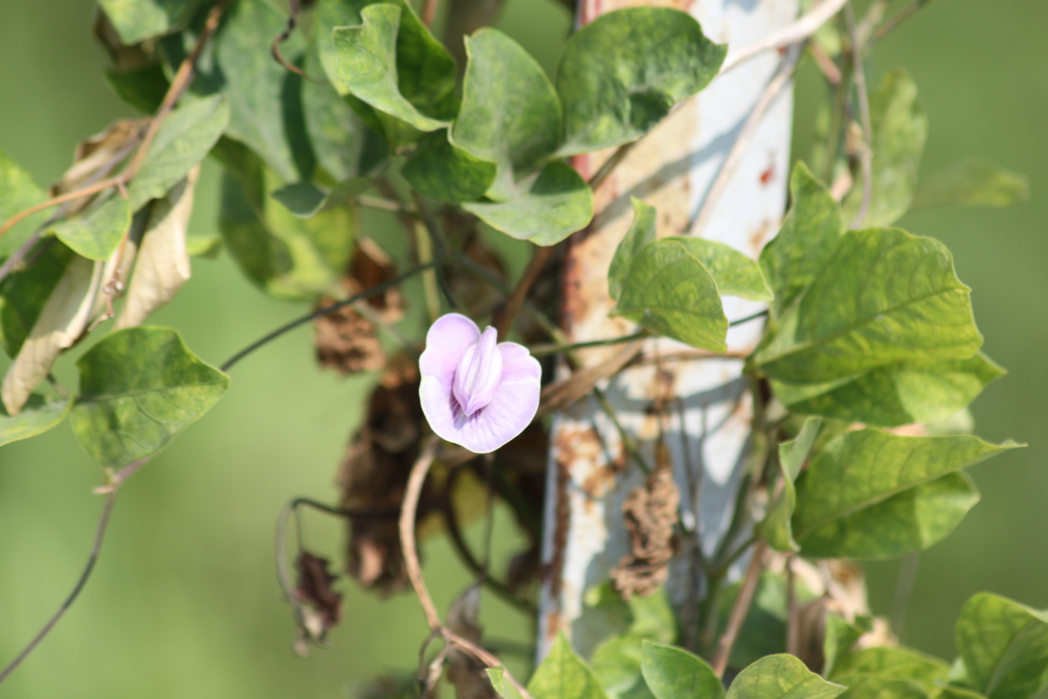 Centrosema pubescens — ảnh 2