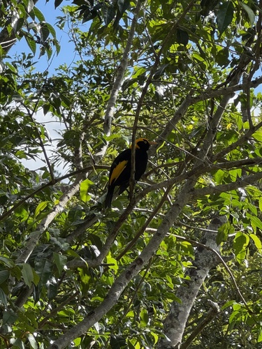 Regent Bowerbird (Sericulus chrysocephalus), photo 2