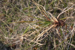 Carex misandra