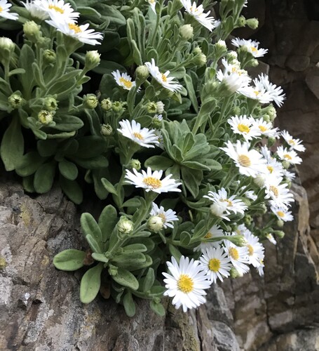 Aster spathulifolius, photograph 5