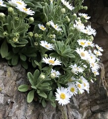 Aster spathulifolius, photograph author not stated, no rights reserved