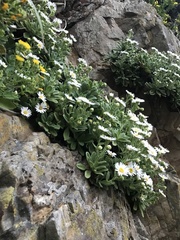 Aster spathulifolius, photograph author not stated, no rights reserved