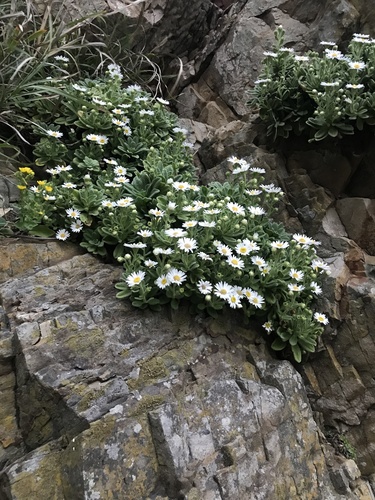 Aster spathulifolius, photograph 6