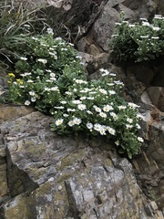 Aster spathulifolius, photograph author not stated, no rights reserved