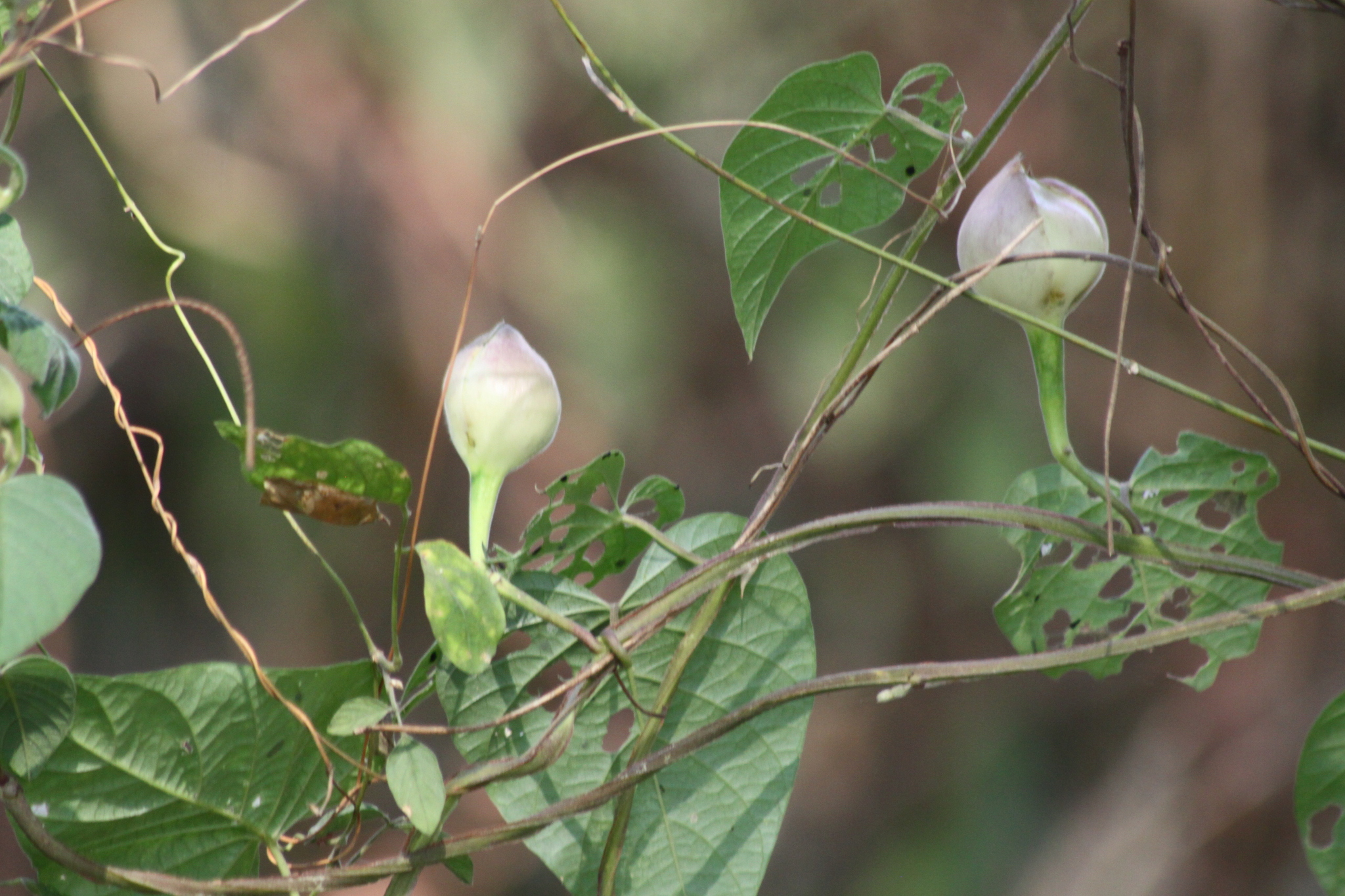 Operculina turpethum (Operculina turpethum)