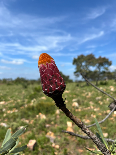 Protea laetans, photograph 2