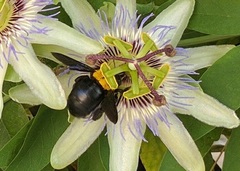 Xylocopa pubescens