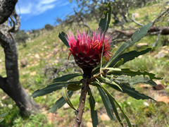 Protea laetans, photograph (c) katuchka, some rights reserved (CC BY)