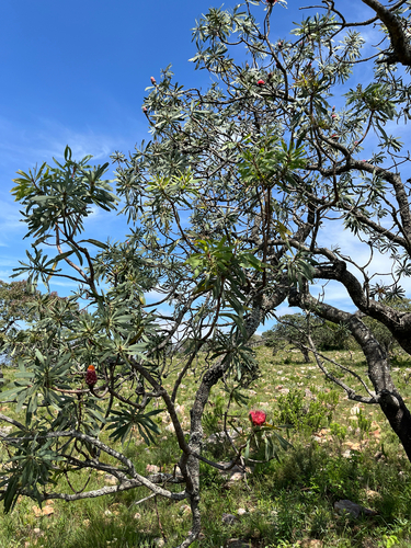 Protea laetans, photograph 3