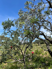 Protea laetans, photograph (c) katuchka, some rights reserved (CC BY)