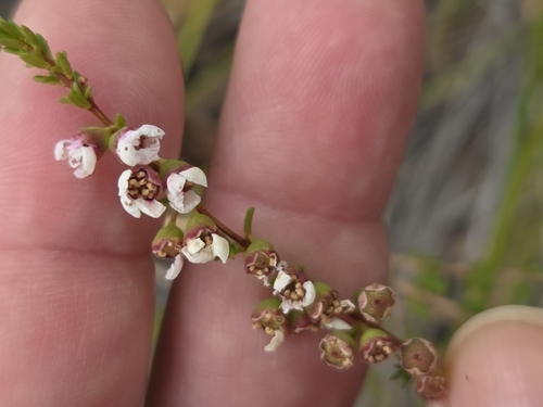 Camphor Myrtle (Babingtonia camphorosmae)