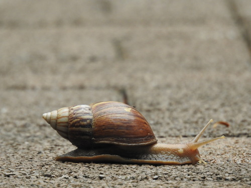 Lissachatina fulica