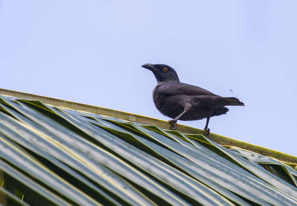 Rennell Starling photo