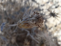 Brickellia incana