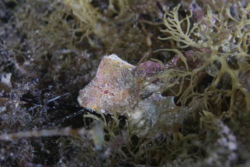 Southern velvetfish (Aploactisoma milesii) — Aploactinidae — 5