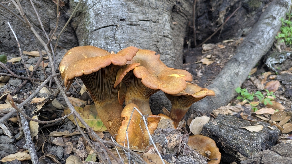 Omphalotus olivascens · January 2026 · photo: © alison6433 (iNaturalist, cc0)