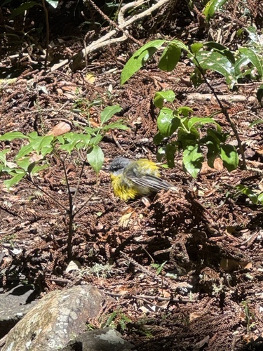 Eastern Yellow Robin (Eopsaltria australis), photo 5