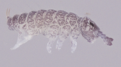 Ceratophysella