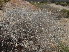 Brickellia incana