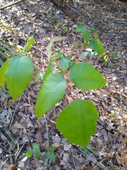 Toxicodendron radicans image