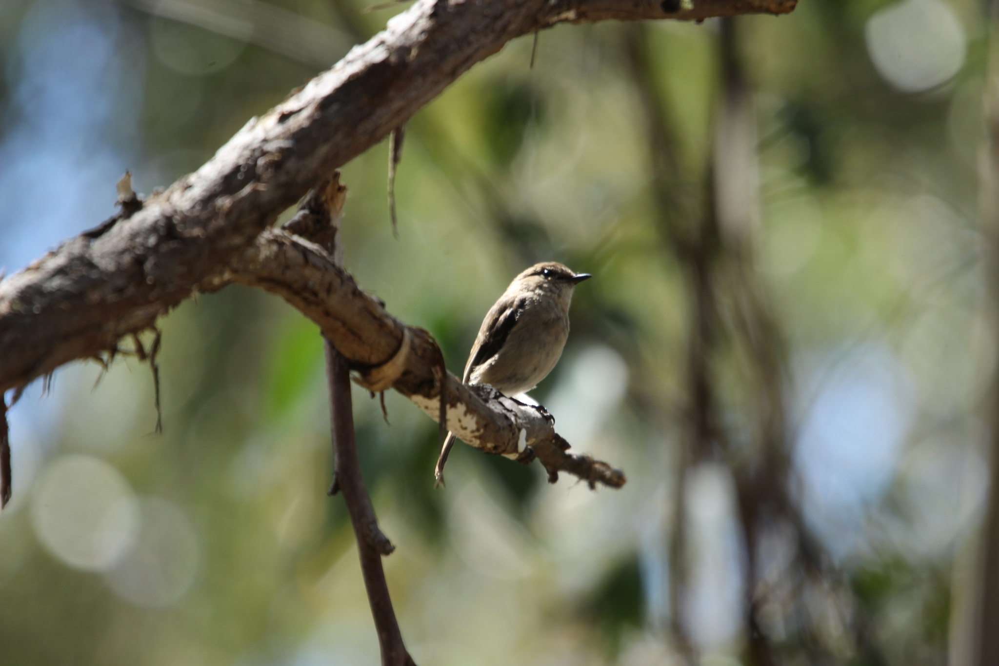 Dusky Robin (Melanodryas vittata), photo 2