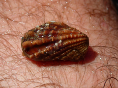 Cardita rufescens