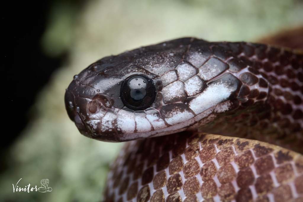Inger's Slug Snake