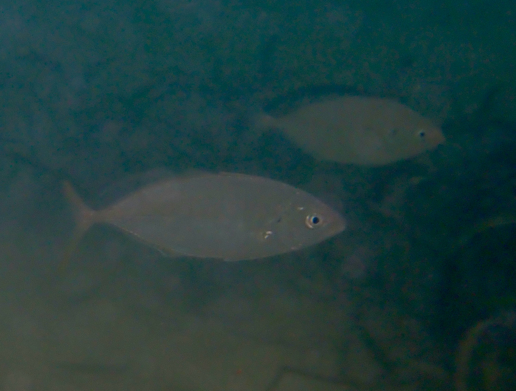 Araara (Pseudocaranx dentex) — Carangidae