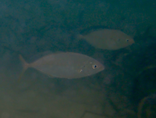 Araara (Pseudocaranx dentex) — Carangidae