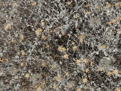 Brickellia incana