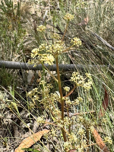 Aciphylla simplicifolia observed 2026-01-05