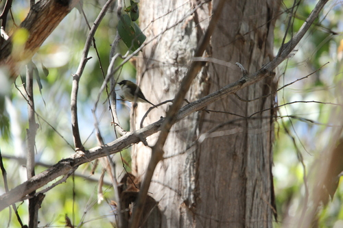 Black-headed Honeyeater (Melithreptus affinis)